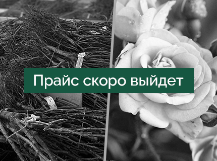 Растения с ОКС в наличии