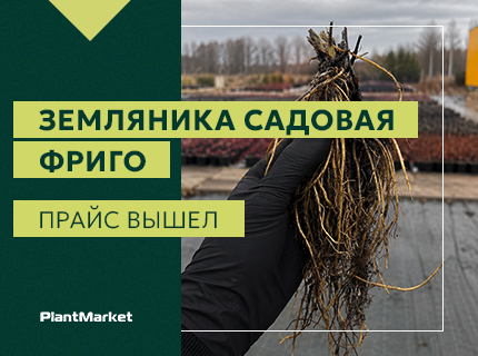 Открываем прием заказов на землянику садовую ФРИГО на весну 2027 года