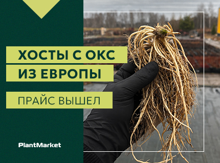 Открыт прием заказов на Хосты с ОКС из Европы с поставкой на весну 2027!